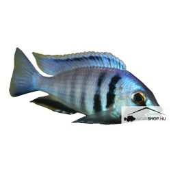 PLACIDOCHROMIS ELECTRA