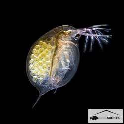 DAPHNIA