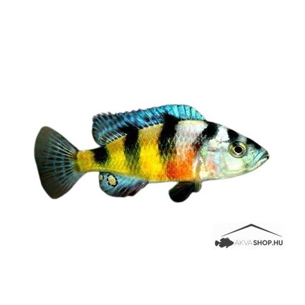 Haplochromis latifasciatus