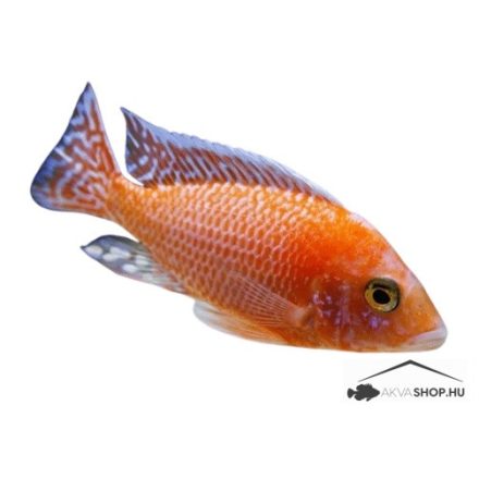 Aulonocara Firefish