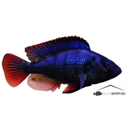 Haplochromis nubilus